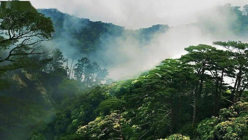 黑枭“教父“-“湾仔之虎“陈耀兴的江湖路